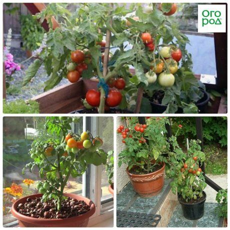 Как выращивать помидоры на балконе, выбор сорта, пошаговая инструкция